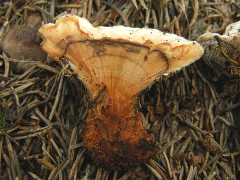 Hydnellum aurantiacum